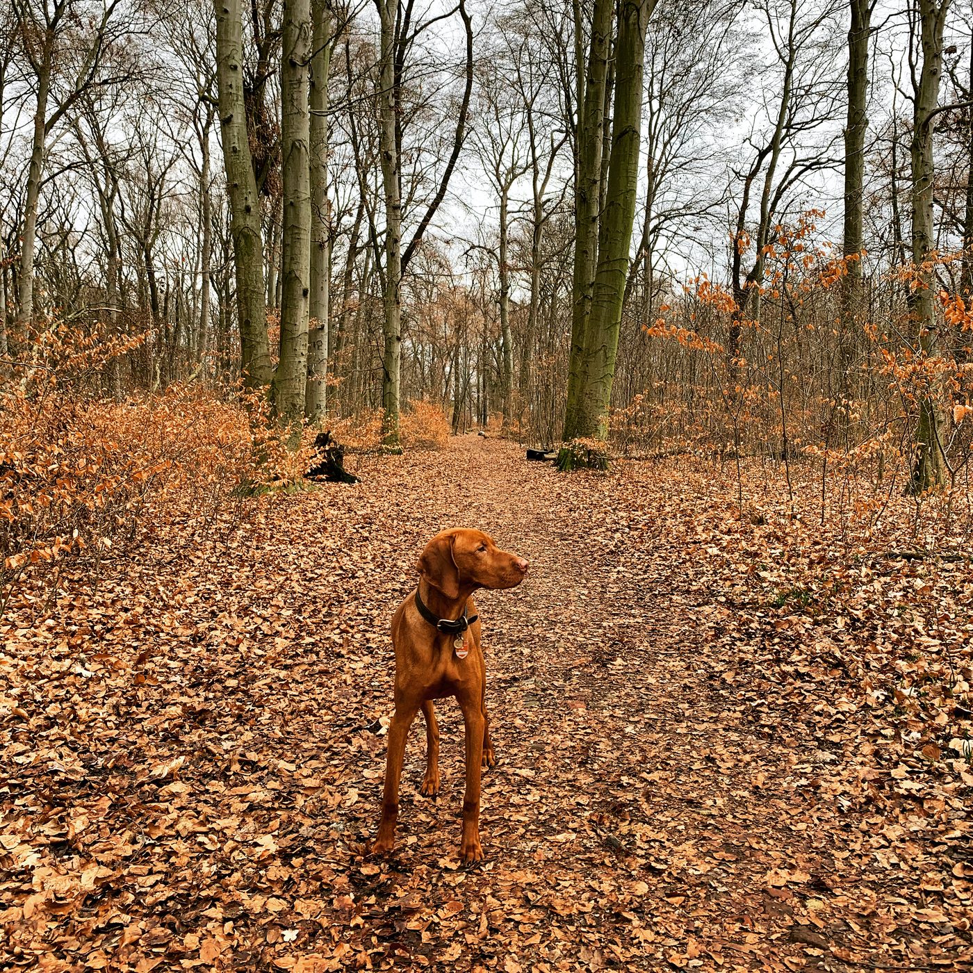 Vizsla alerte et musclé, arrêté sur un sentier forestier