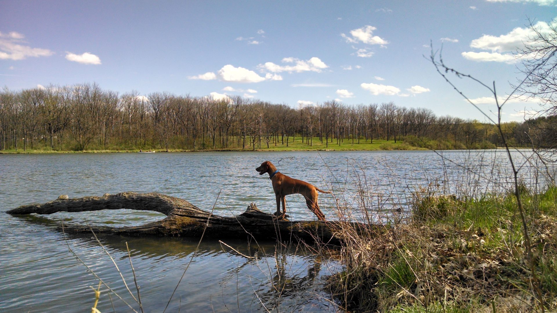 Vizsla adulte au pelage rouille doré, debout au bord de l'eau au soleil couchant