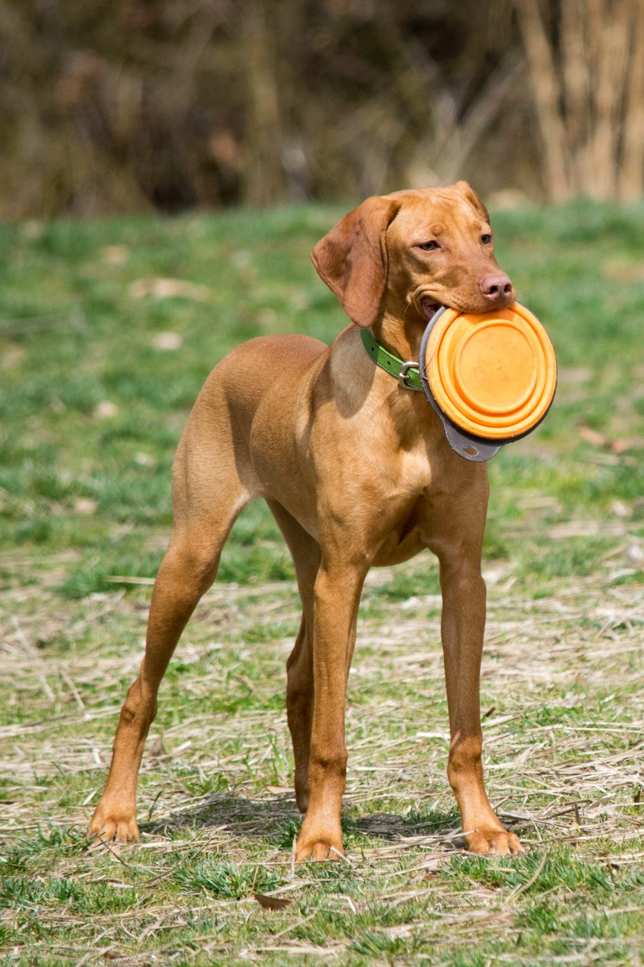 Jeune Vizsla tenant un jouet orange dans la gueule, dans l'herbe