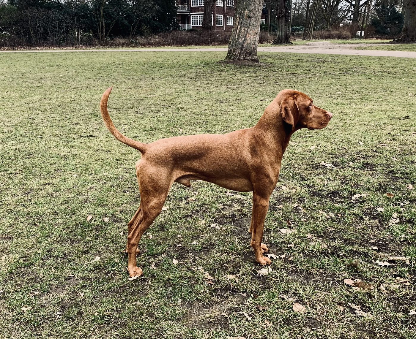 Vizsla adulte de profil, silhouette élancée typique de la race