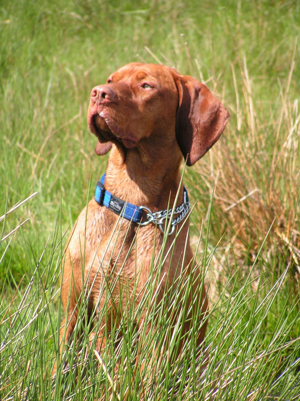Portrait d'un Vizsla assis dans les hautes herbes