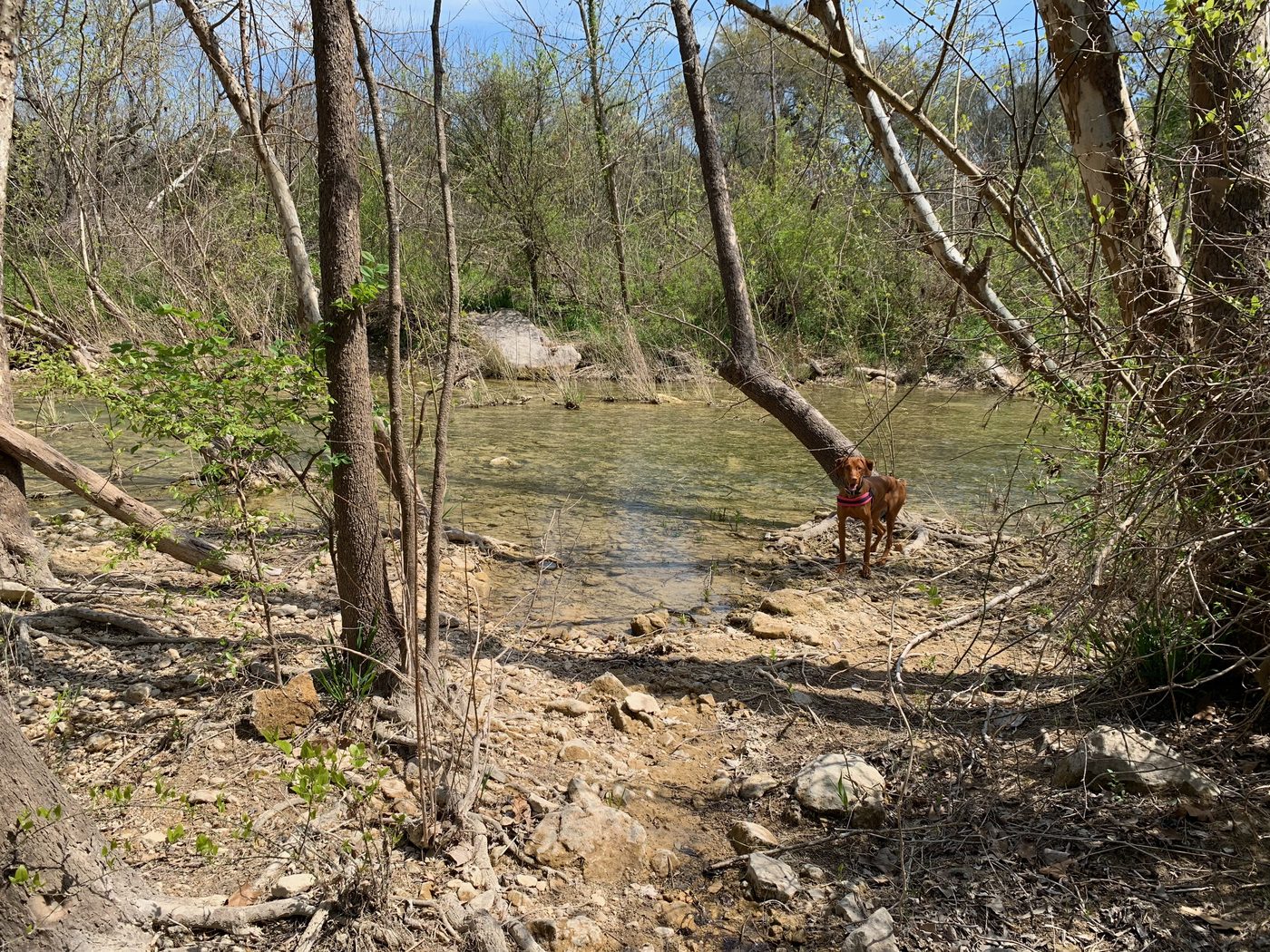 Vizsla explorant un ruisseau en forêt