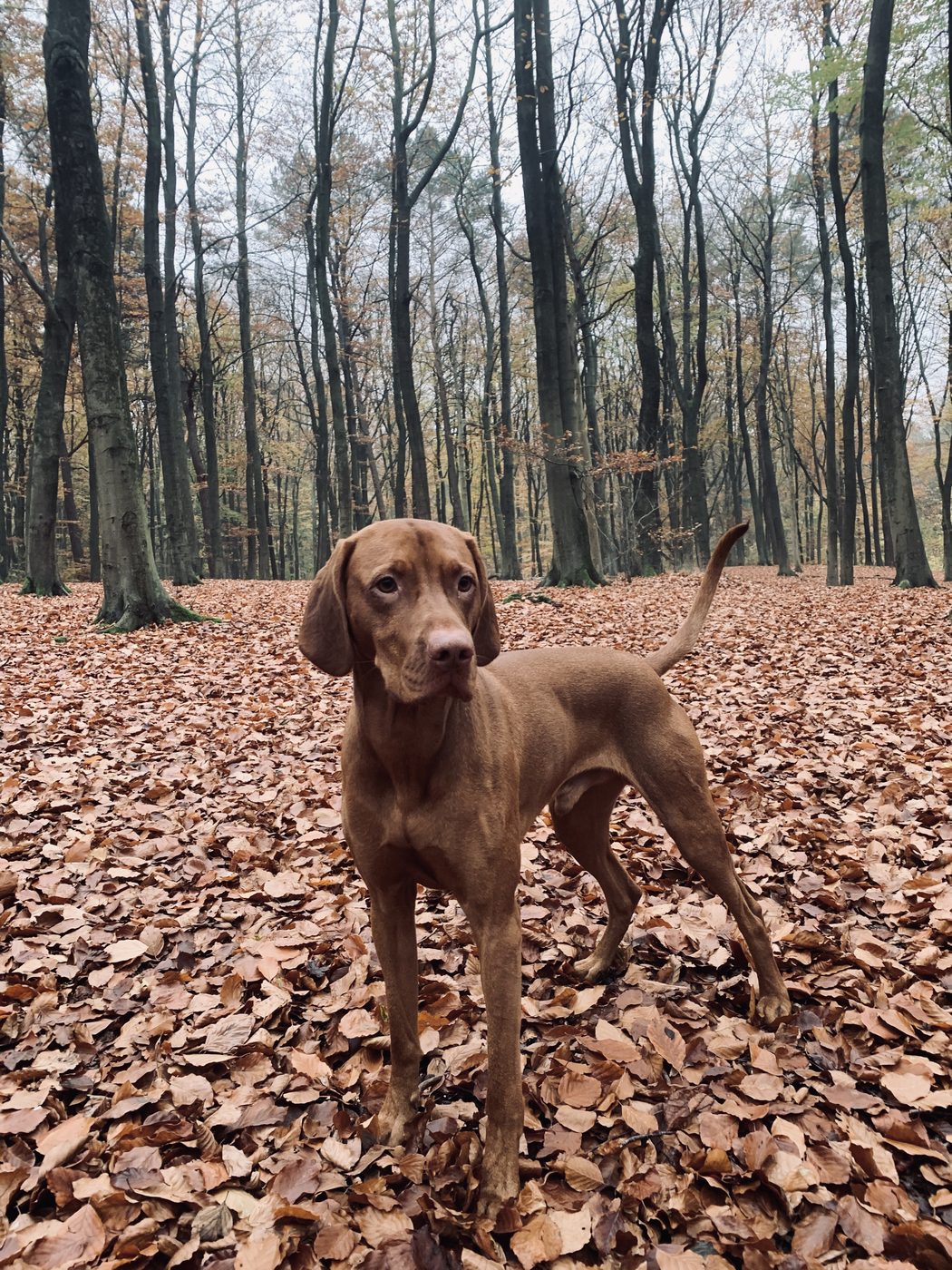 Vizsla marchant seul sur un sentier couvert de feuilles dorées en forêt